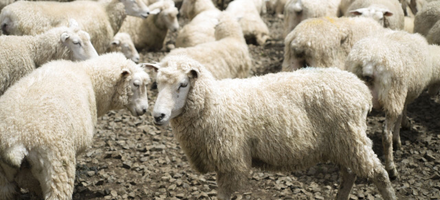 羊たち ラノリン