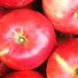 りんご果実培養細胞エキス